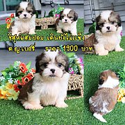 ชิสุผสม