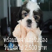 ชิสุผสมปอม 