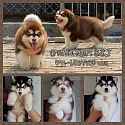 บ้านน้องหมาb&J