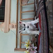 ขายลูกสุนัขไซบีเรียนแท้ผู้1อายุ50วัน4300