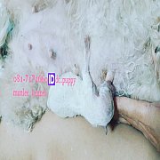 พุดเดิ้ลทอย จัดส่ง 