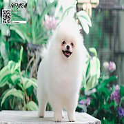 FYPOM KENNEL ขายน้อง Fy's la coppa เพศผู้ สีขาว หน้าตาน่ารัก โครงสร้างดี ขนแน่น...