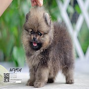 FYPOM KENNEL ขายน้อง Fy's Rootbeer เพศเมีย สีส้ม หน้าตาน่ารัก โครงสร้างดี ขนแน่น...