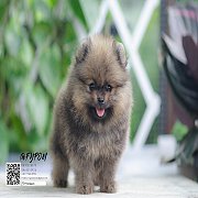 FYPOM KENNEL ขายน้อง Fy's Rootbeer เพศเมีย สีส้ม หน้าตาน่ารัก โครงสร้างดี ขนแน่น...