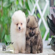 FYPOM KENNEL ขายน้อง Fy's Eros เพศผู้ สีขาว หน้าตาน่ารัก โครงสร้างดี ขนแน่น 2 ชั...