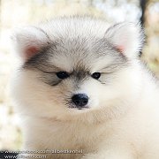 Allbest kennel ฟาร์มไซบีเรียนคุณภาพอันดับ1ในไทย ที่มีสุนัขให้เลือกมากที่สุด