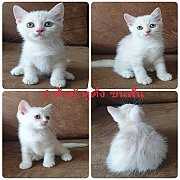 ขายแมว Scottishfold แท้ เพศผู้ 6000 