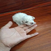 พุดเดิ้ลทอย จัดส่ง  ขายแล้ว