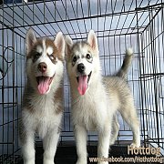 ไซบีเรียน วูลลี่โค้ด ขนยาวๆขนสวยๆ รับบัตรเครดิตจ้าา