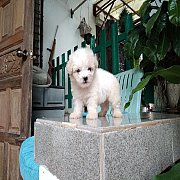 พุดเดิ้ลทอย จัดส่ง  ขายแล้ว