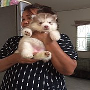 ลูกไซบีเรียน แท้ 0927754066 - 0861276335 