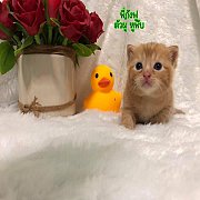 ลูกแมว Scotthis Fold 