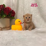 ลูกแมว ScotthisFold แท้ ตัวเมีย