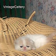 น้องแมวเอ็กโซติก ช้อทแฮร์ ลองแฮร์ พันธุ์แท้ น่ารัก แข็งแรง  พร้อมย้ายบ้าน