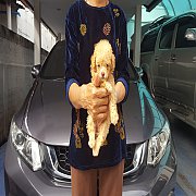 ลูกพูเดิ้ลทอยหน้าหมี เกรด A ชุดที่ 112 จาก kankarn club มีจัดส่งทั่วประเทศ (กันย...