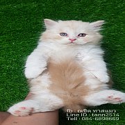 ตัวสุดท้าย  ก่อนปิดคอก  น้องแมวสก๊อตติสโฟวล์ หูตั้ง ราคาพิเศษสุดๆๆ