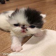 น้องแมวเอ็กโซติก ช้อทแฮร์ และลองแฮร์ พันธุ์แท้ น่ารัก แข็งแรง พร้อมย้ายบ้านจ้า