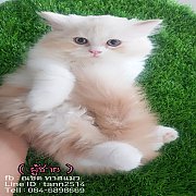 ตัวสุดท้าย  ก่อนปิดคอก  น้องแมวสก๊อตติสโฟวล์ หูตั้ง ราคาพิเศษสุดๆๆ