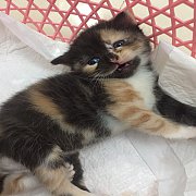 เปิดจองน้องสก๊อททิชหูตั้ง​คนสวยคะ