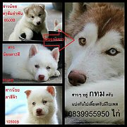 ขาย ไซบีเรียน ฮัสกี้,  กทม  มารับเองลดได้ครับ มีใบเพตดีกีรับลอง