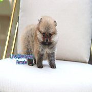 ขายปอมหน้าหมีแท้ อายุ 2 เดือนเพศเมีย สีส้ม ตัวเล็ก น่ารัก ขาใหญ่ ตากลม ขาสั้น Ac...