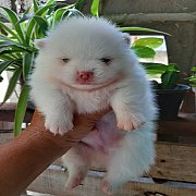 ปอมแท้ ผู้ จัดส่ง