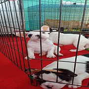 เห็นขาวดำ อ้วนสวยย่น พร้อมใบเพดพร้อมส่งคะ0880029755