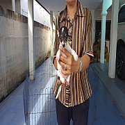 ลูกชิวาวาสวยๆ (ผู้) เกรด A ชุดที่ 97 จาก kankarn club มีจัดส่งทั่วประเทศ(กันย์เจ...