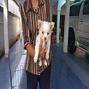 ลูกชิวาวาสวยๆ (ผู้) เกรด A ชุดที่ 98 จาก kankarn club มีจัดส่งทั่วประเทศ(กันย์เจ...