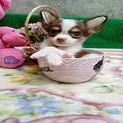 ชิวาวาแท้