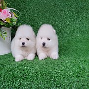 ปอมเมอเรเนียนสีขาวสำลี เกรดคุณภาพเพ็ดดีกรี เต็มใบ pure white pom for sale