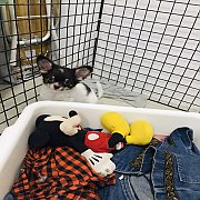 น้อง ดิสนี เพศ ญ มีคิว แข็งแรง 