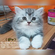 ลูกแมวสายพันธ์ สก๊อตติสโฟวหูตั้ง-หูพับ พร้อมย้ายบ้าน