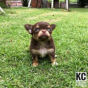 น้องชิวาวา ขนยาว เพศหญิง 