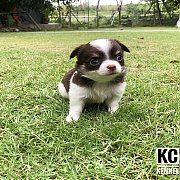 น้องชิวาวา ขนยาว เพศหญิง สีขาวช็อค