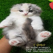 ลูกแมวสายพันธ์ สก๊อตติสโฟวหูตั้ง-หูพับ พร้อมย้ายบ้าน