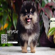 FYPOM KENNEL ขายน้อง Fy's "Kit Kat" เพศเมีย สี Black&Tan หน้าตาน่า...