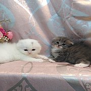 👑ได้บ้านแล้ว👑น้องโมเอะคนสวยกับพี่หมีเทาสุดหล่อ