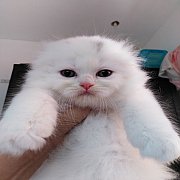 😻ได้บ้านแล้ว น้องสก๊อททิชหูพับคนสวยคะ