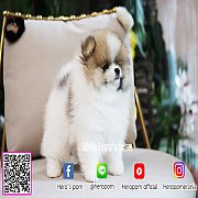 ขายปอมสีปาตี้ ใบเพ็ดเต็ม สายเลือดดี ทรงสวย สอบถามเพิ่มเติมที่ Line : @heropom หร...