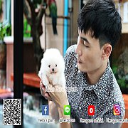 ขายปอมเมเรเนียน ใบเพ็ดเต็ม สายเลือดดี ทรงสวย สอบถามเพิ่มเติมที่ Line : @heropom...