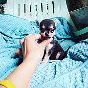 ชิวาวาขนสั้น หาบ้าน เมีย ขายแล้ว