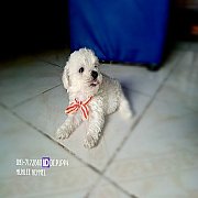 พุดเดิ้ลทอย จัดส่ง ขายแล้ว