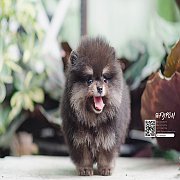 FYPOM KENNEL ขายน้อง Fy's "Felix" ,male เพศผู้ สี Black&Tan หน้าตา...