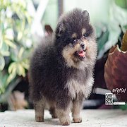 FYPOM KENNEL ขายน้อง [FOR SALE]Fy's  "Nymeria" ,female" เพศเมีย ส...