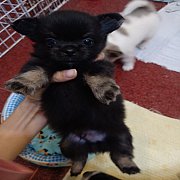 ชิวาวาขนยาว