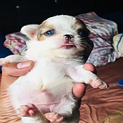 ชิวาวาเพศเมียตาสีฟ้าคู่