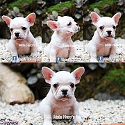 เฟรนช์บลูด็อก เพศผู้ สีขาว น่ารัก สุขภาพแข็งแรง การันตีสุขภาพ 30 วัน สอบถาม line...