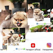 ขายปอมหน้าหมี รับประกันสุขภาพ 30 วัน มีใบเพ็ดID line: @heropom , 0890888441 ยินด...