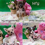 ตามหาคนถูกชะตา มีงบ3,000